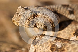 Horned adder photo