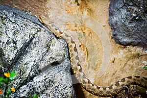 Horned adder