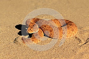 Horned adder in defensive position photo