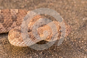 Horned Adder