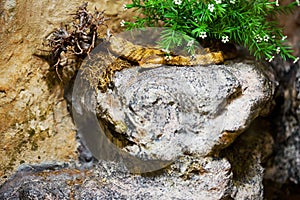 Horned adder