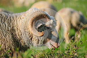 Horned adult sheep eats grass. closeup portrait