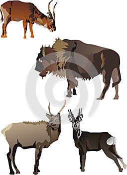 Horned animals collection