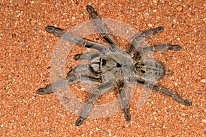 Horned baboon spider