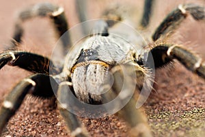 Horned Baboon Tarantula