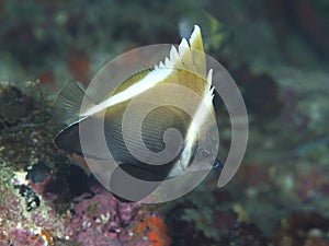 Horned bannerfish