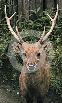 HORNED BAWEAN DEER photo