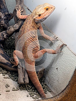 Horned bearded dragon lizard