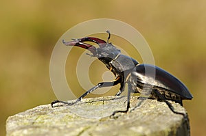 Horned beetle in the wild