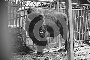 Horned bison stands at the enclosure fence in black and white