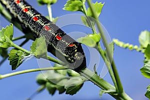 Horned black caterpillars focus on the head. the insect has a red circular pattern on its black body