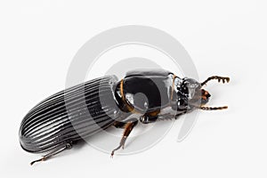 Horned black scarb beetle