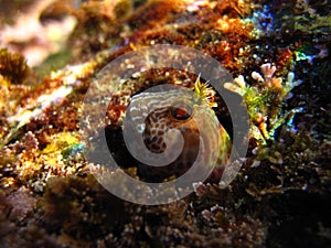 Horned blenny