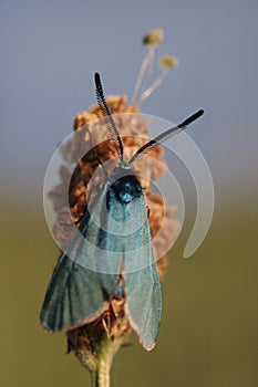 Horned Blue Moth , Focus on Horns, sitting on Plant in a Field