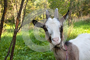 Horned brown goat