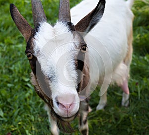 Horned brown goat