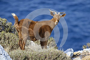 Horned brown goat