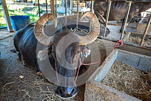 The horned buffalo is like a bull