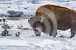 Horned buffalo with snowy face in winter in Yellowstone