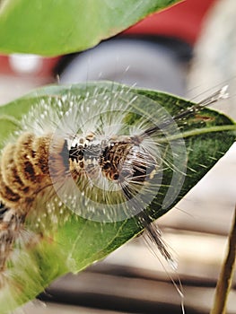 Horned caterpillar head from the front