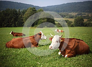 Horned cattle