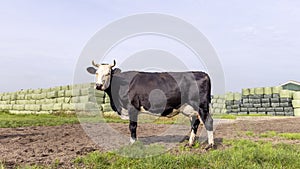 Horned cow, fleckvieh side view, stack of bales of hay, wrapped in green plastic