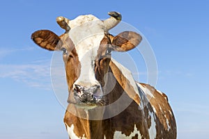 Horned cow red and white, looking calm and friendly in front of  a blue sky