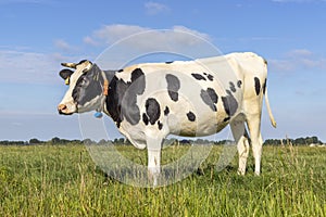 Horned cow standing full length side view, milk cattle black and white, standing under a blue sky