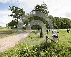 Horned cows in green meadow between Ede and Lunteren in the netherlands