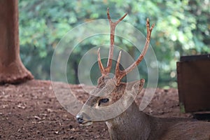 Horned deer appearance from the side against