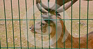 Horned deer behind bars close-up. Wild doe in jail. Animals in captivity. World Animal Day. Release of paid animals into