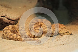 Horned desert viper