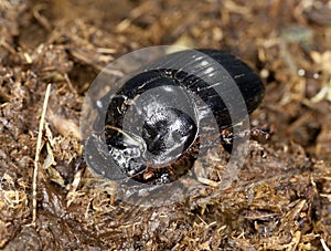 Horned dung beetle (Copris lunaris)