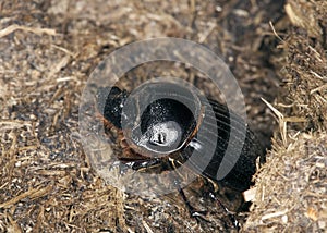 Horned dung beetle (Copris lunaris) on dung.