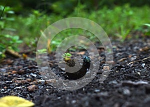 Horned Dung Beetle or Copris lunaris rolling the cow dung ball in the garden