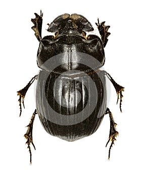 Horned Dung Beetle on white Background