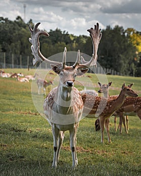 A horned fallow deer standing in fron of his herd in summertime