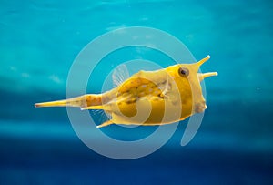 The horned Fish, Tetrosomus gibbosus, swims against the blue water.