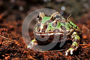 Horned frog