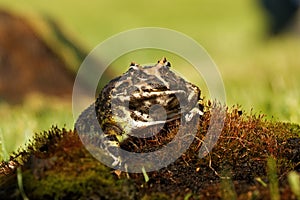 The Horned frog Ceratophrys ornata sitting on the red moss with a mouse