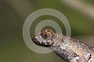 Horned frog, Megophrys ancrae, Namdapha Tiger Reserve, Arunachal Pradesh, India