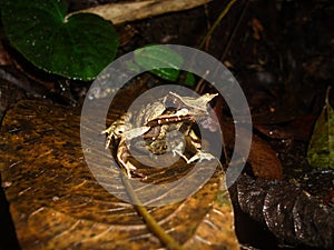 Horned Frog, Megophrys montana