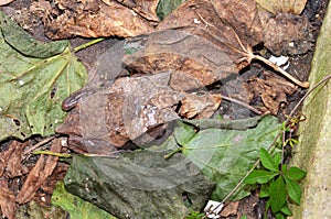 Horned Frog resting