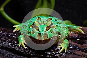 Surinam Horned frog photo