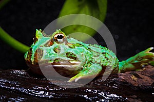 Horned frog photo