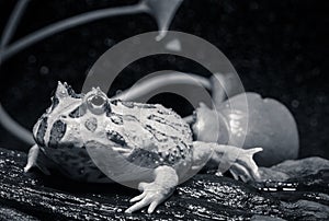 Horned frog photo