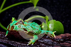 Horned frog photo