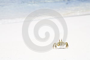 Horned Ghost Crab