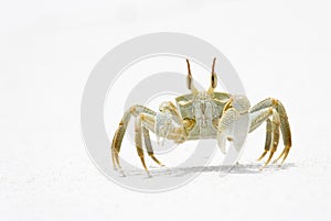 Horned Ghost Crab