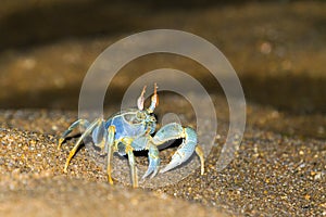 The horned ghost crab